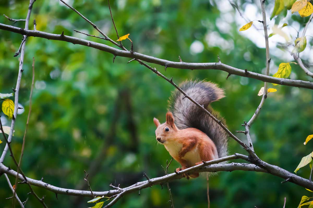 Veverica obyčajná na strome