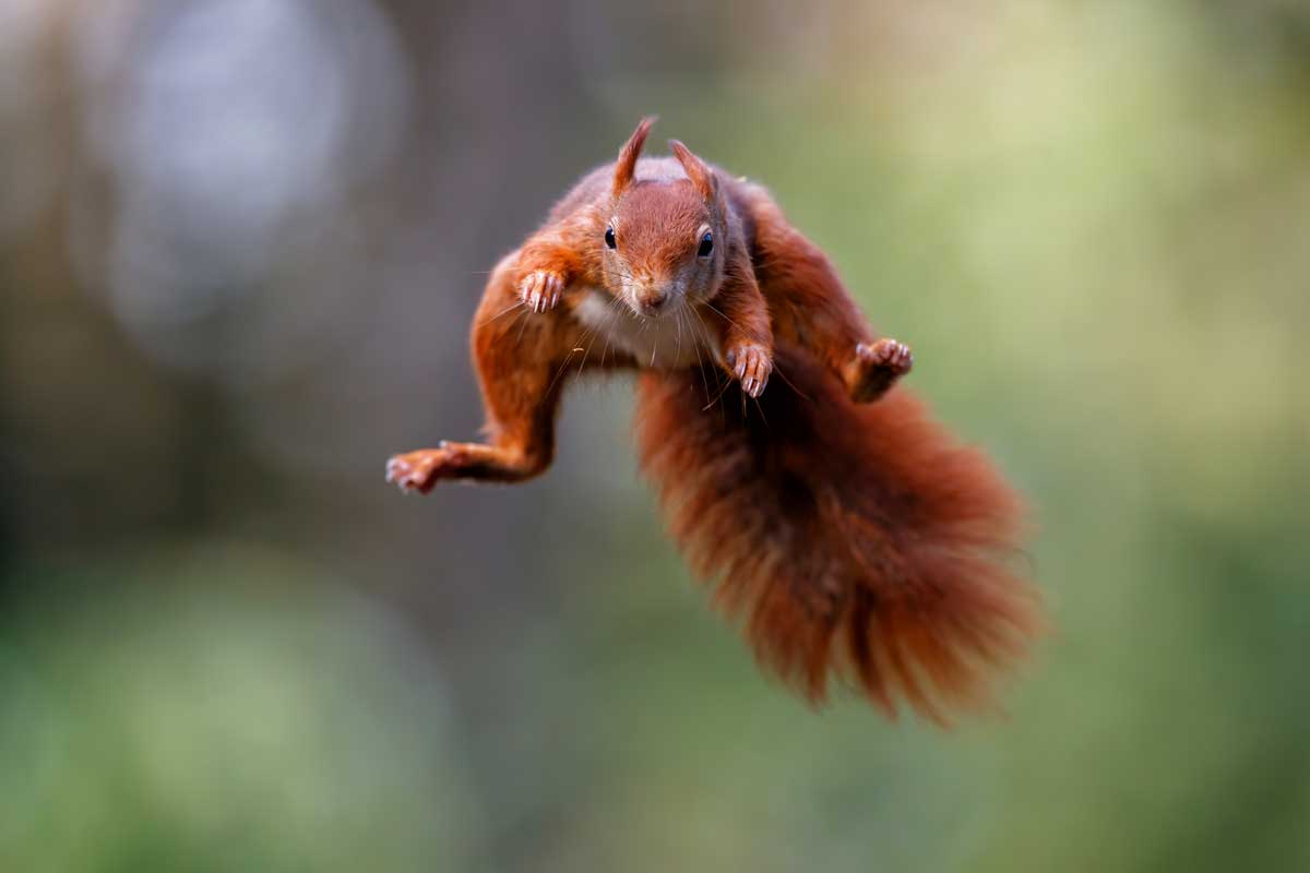 Veverica obyčajná počas skoku