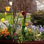 Cibuľoviny v kvetináči umiestnené na parapete okna