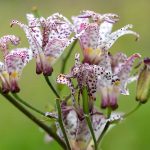 Záhradná orchidea, ľudovo hadia ľalia