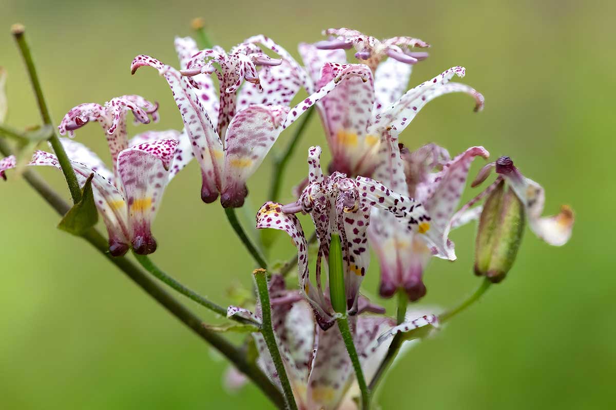 Záhradná orchidea, ľudovo hadia ľalia