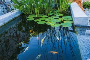 Martin Čurda radí: 3 kroky, ako správne zazimovať jazierko s rastlinami a rybami