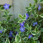 Zimozeleň väčšia