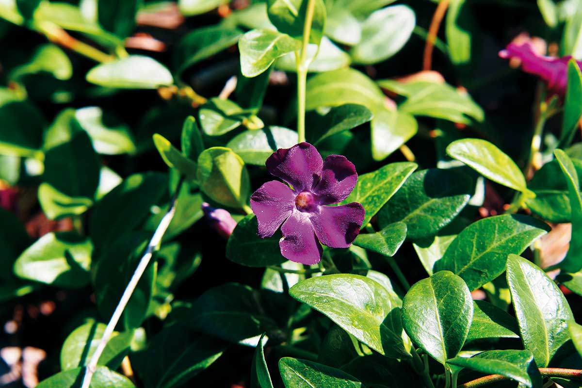 Zimozeleň menšia ‘Atropurpurea’