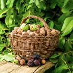 Pestovanie orechov v záhrade