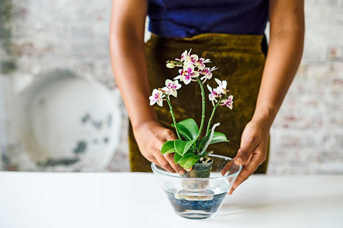 Ako zalievať orchideu