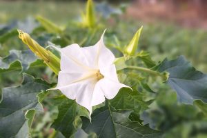 Pozor na durman v záhrade! Ako rozpoznať túto jedovatú rastlinu s prekvapivou históriou