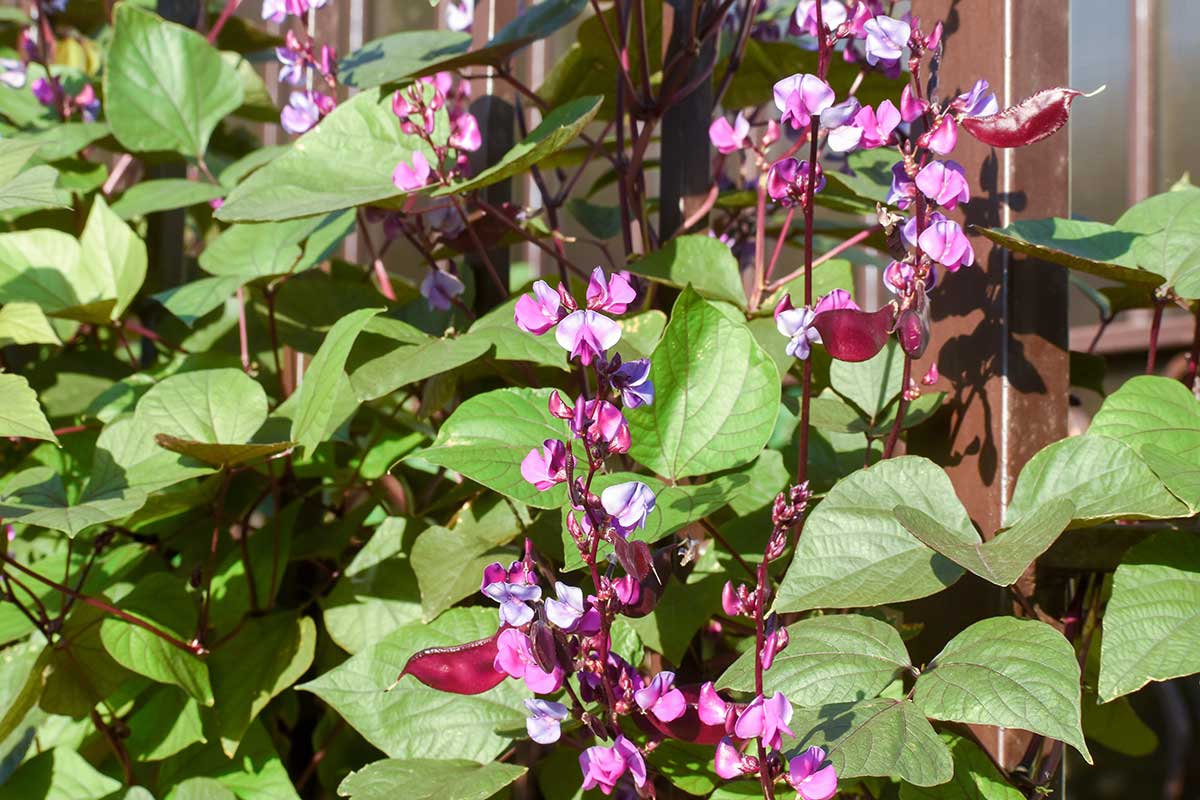Lablab purpurový alebo inak hyacintová fazuľa