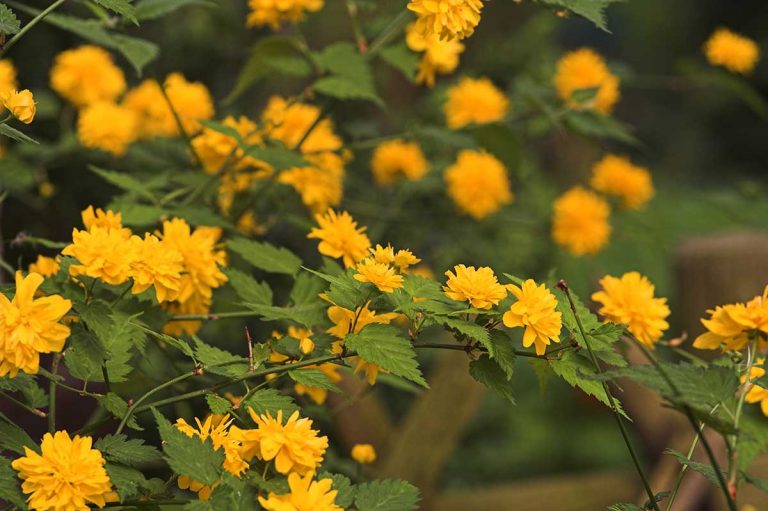 Škvrny na výhonkoch kérie japonskej: O akú chorobu ide a aký postrek zvoliť?