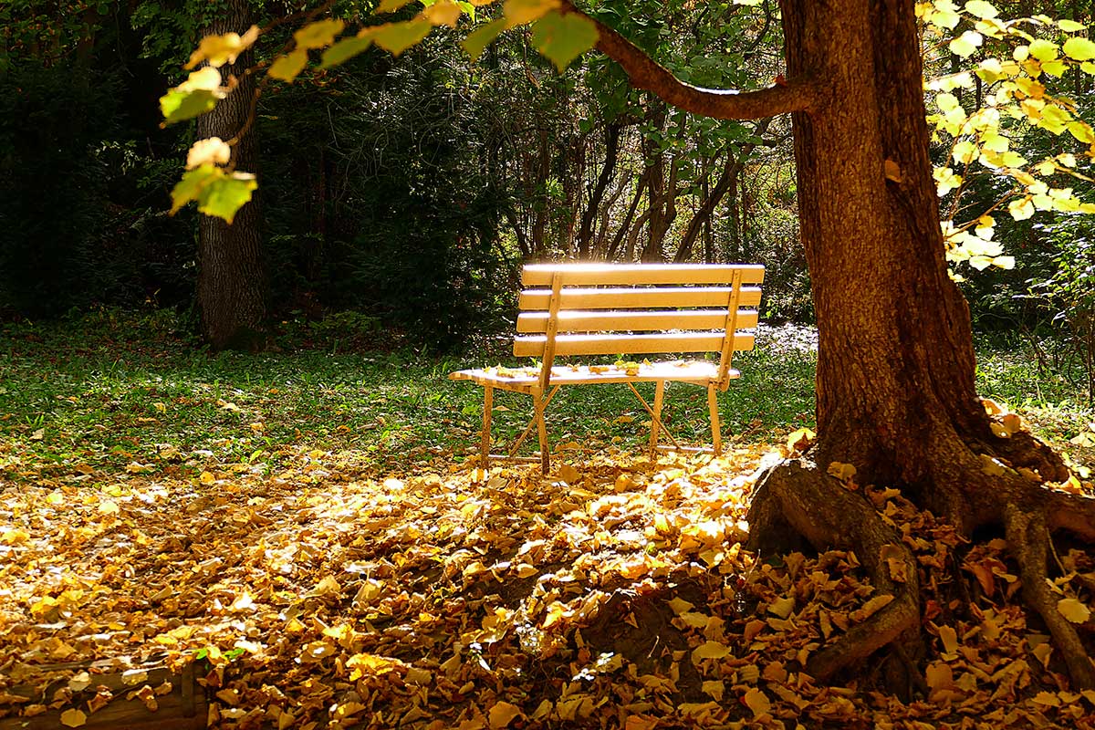Lavička pod orechovým stromom v jesennom období
