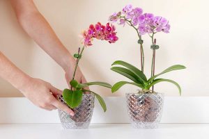 Zamilovali ste sa do mini orchideí? S týmito tipmi budú kvitnúť celé roky