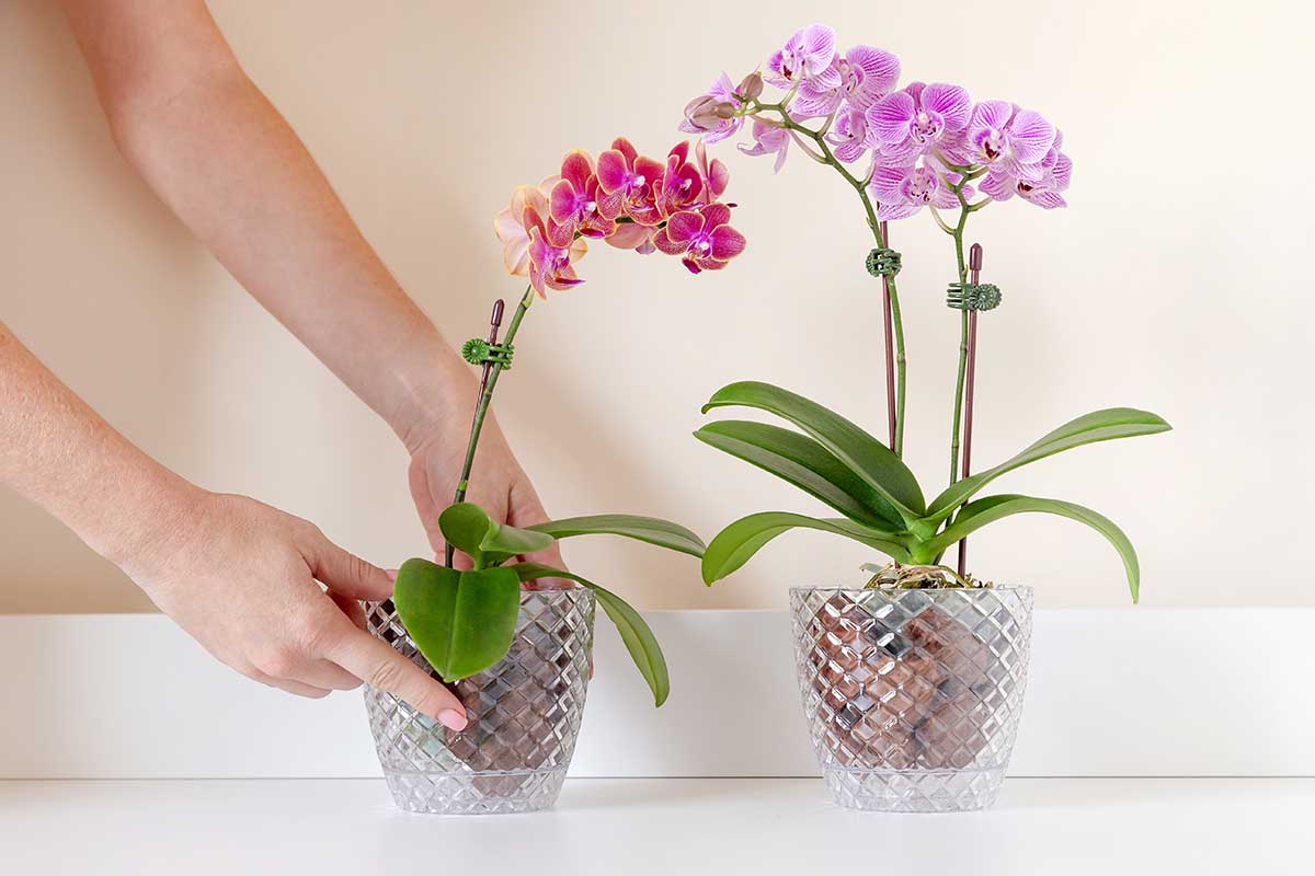 Mini orchidey