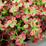 Farebná okrasná ďatelina