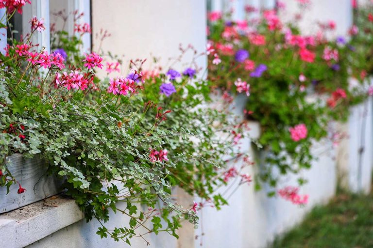 Našli ste na listoch muškátov zhrubnuté časti? Vieme, o čo ide