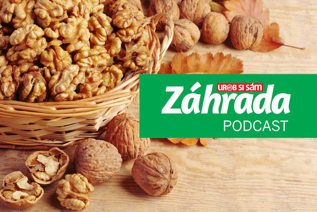 Podcast Záhrada o pestovaní orechov