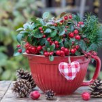 Rastliny skorej zimy