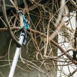 Ako rezať vistériu v zimnom období