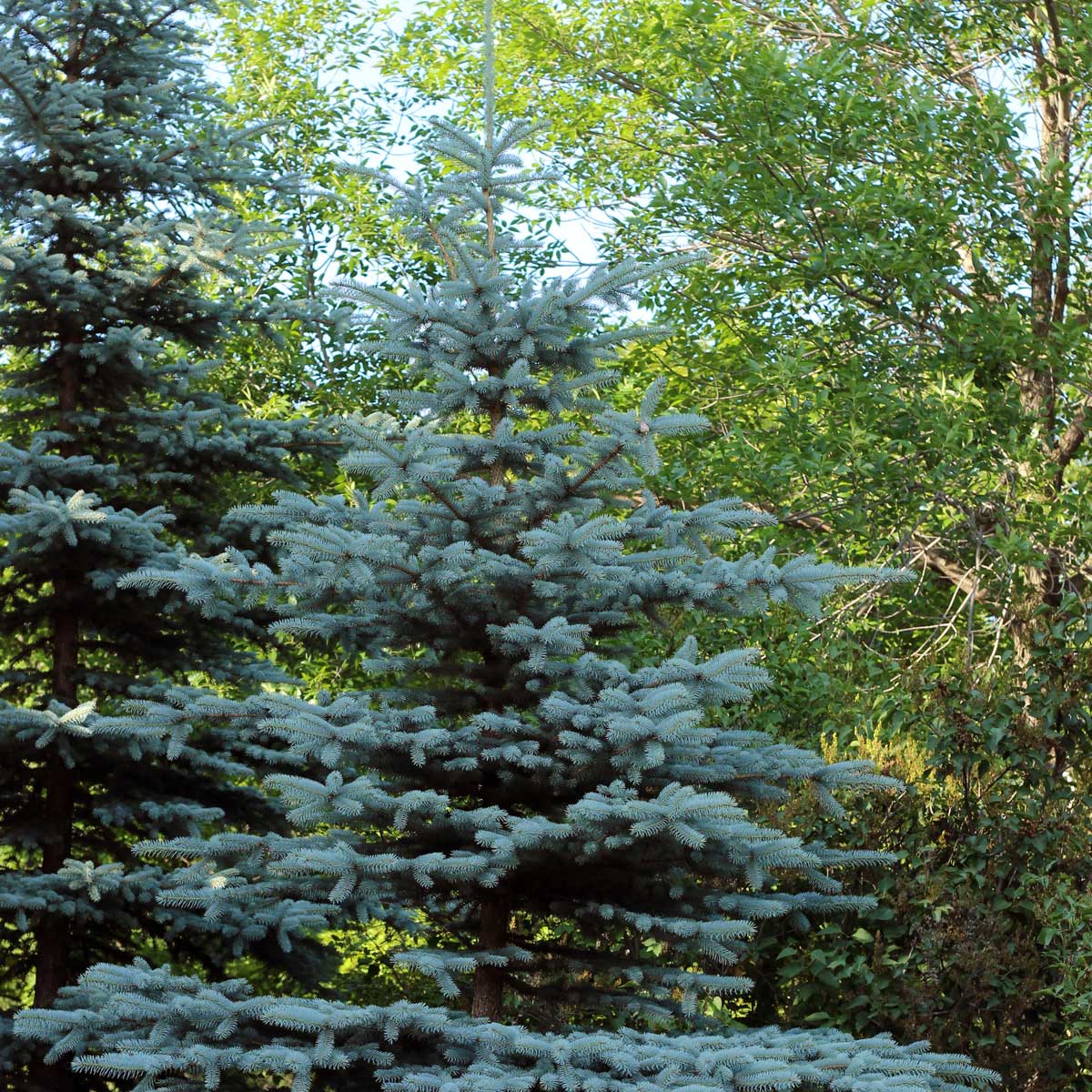 Smrek pichľavý ‘Glauca’