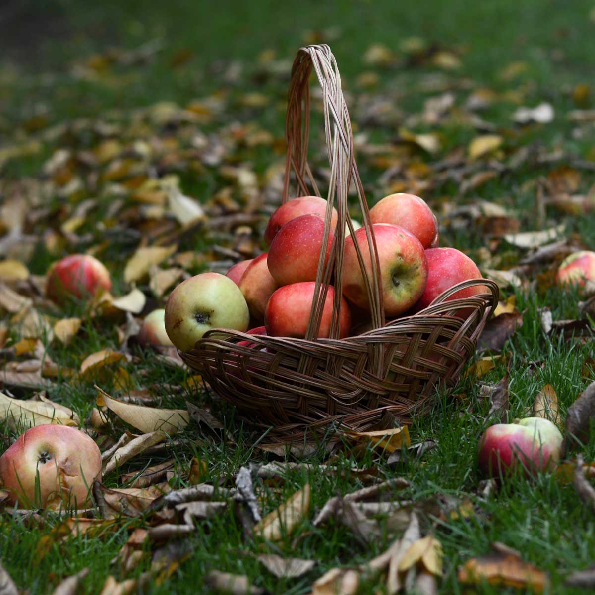 Úroda červených jabĺk v prútenom košíku