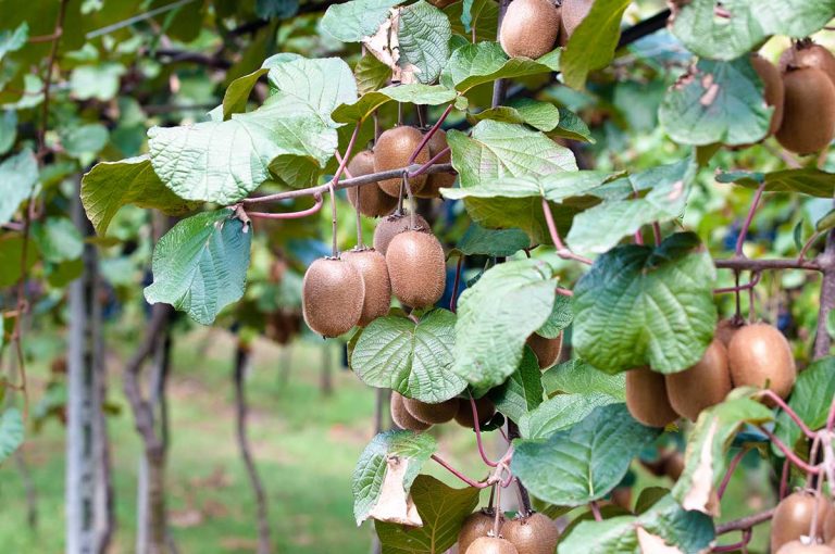 Prečo ešte nezarodili 10-ročné kivi? Ovocinár vysvetľuje možné príčiny
