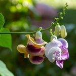 Popínavá rastlina s názvom vigna caracalla alebo inak slimačí vinič