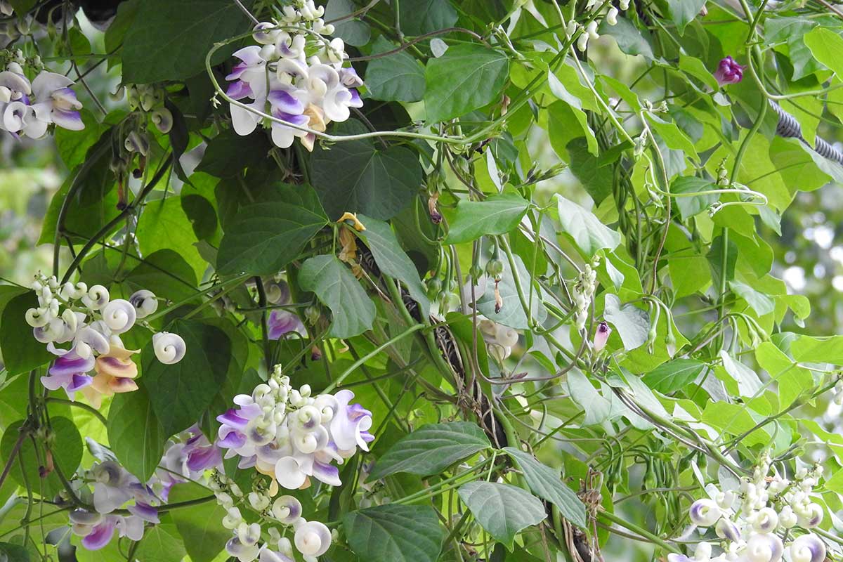 Vigna caracalla alebo inak slimačí vinič