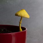 Žlté huby v kvetináči
