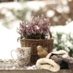 Lunárny kalendár pre záhradkárov na december