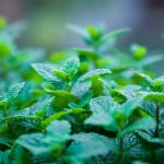 Mäta ako agresívna bylina, ktorá sa rýchlo rozrastá