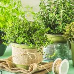 Obľúbené bylinky s vňaťou pestované v kvetináči na balkóne alebo okennom parapete