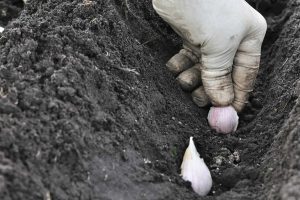 Martin Čurda radí: Môžeme ešte aj v decembri odoberať vrúble a sadiť cesnak?