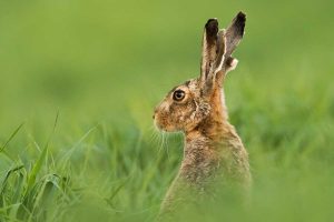Samotárske zajace alebo spoločenské králiky: Zvládnete ich od seba rozoznať?
