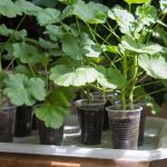 Rozmnožovanie muškátov