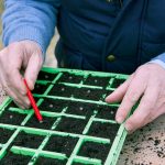 Skoré výsevy v januári