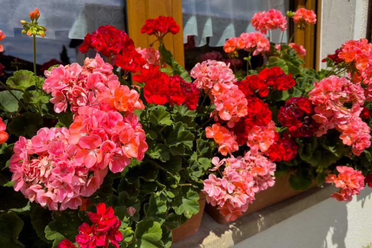 5 krátkych, ale dôležitých tipov, ako docieliť bohato kvitnúce muškáty