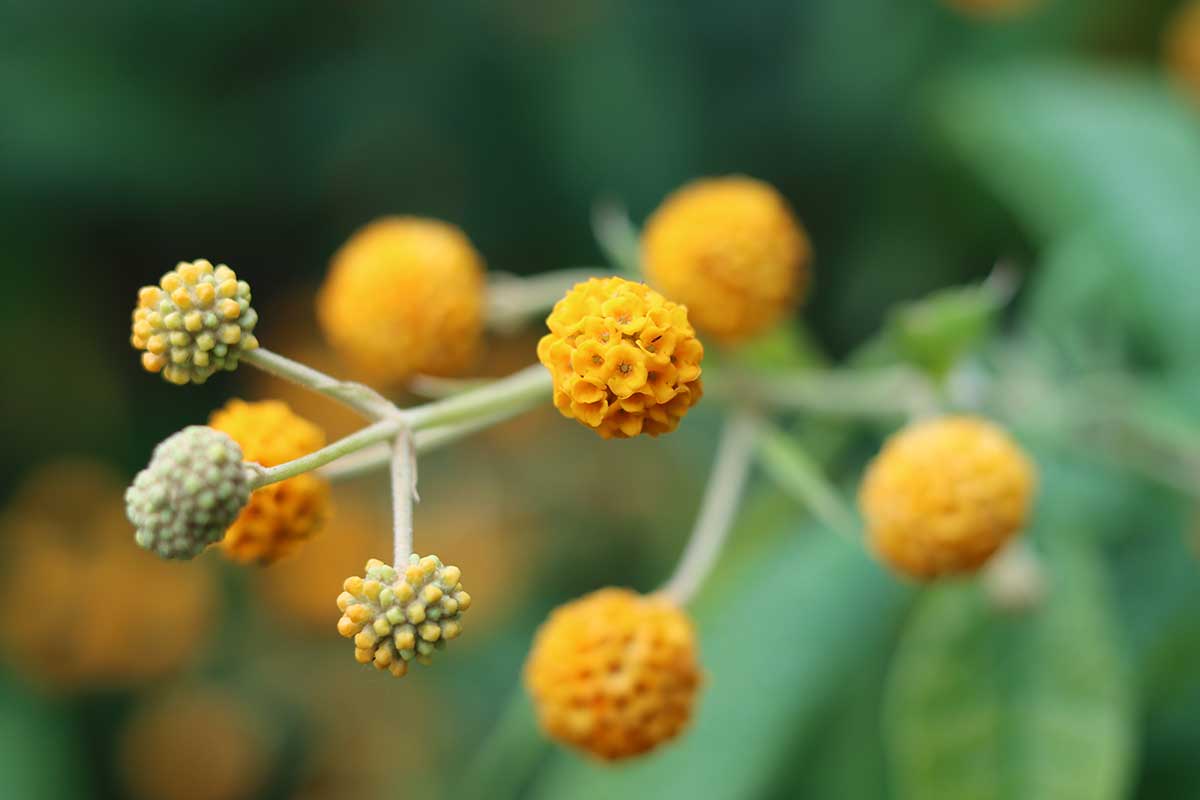 Buddleia globosa