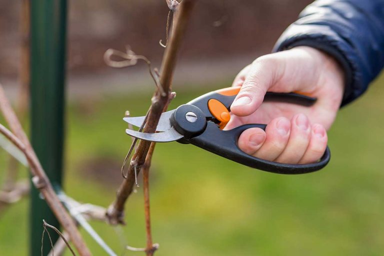 Január je vhodný na rez viniča aj týchto drevín. Ktorým rastlinám sa oblúkom vyhnúť?