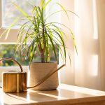 Dracéna ‘Marginata’