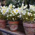 Čemerice v januárovej okrasnej záhrade