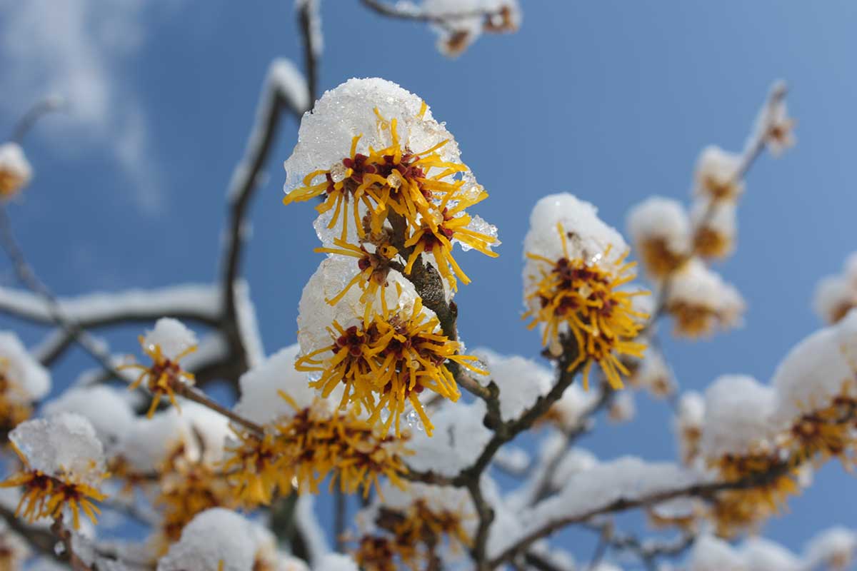 Hamamel kvitnúci v zime