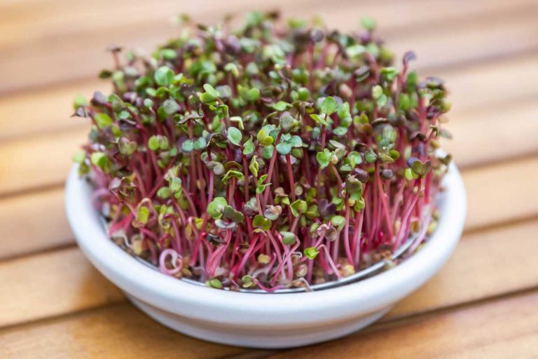 Tento prírodný doplnok vitamínov zvládne vypestovať každý. Potrvá to len 5 dní na okennom parapete