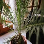 Pestovanie palmy datľovníka zo semien