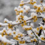 Drieň obyčajný pod snehovou prikrývkou