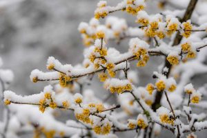 8 neprehliadnuteľných rastlín, ktoré sú najkrajšie práve v čase vrcholiacej zimy