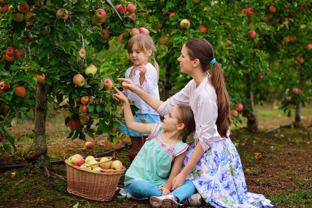 Ovocné stromy a kry pre materské a základné školy