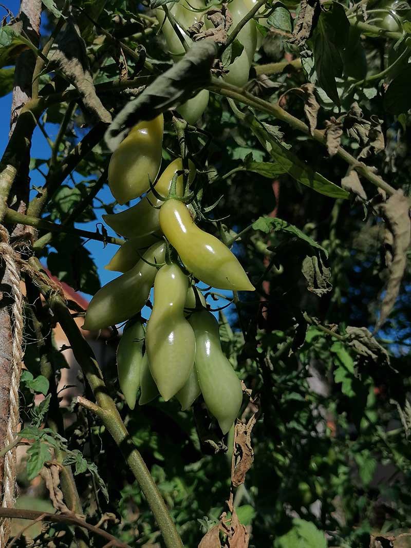 Dancing Green Fingers