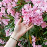 Ako a kedy hnojiť oleander