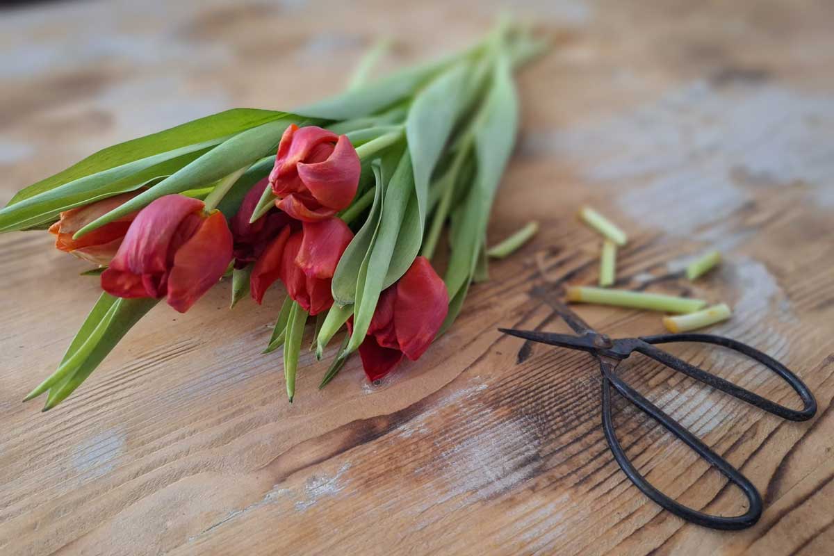 Tipy, ako udržať tulipány čo najdlhšie čerstvé