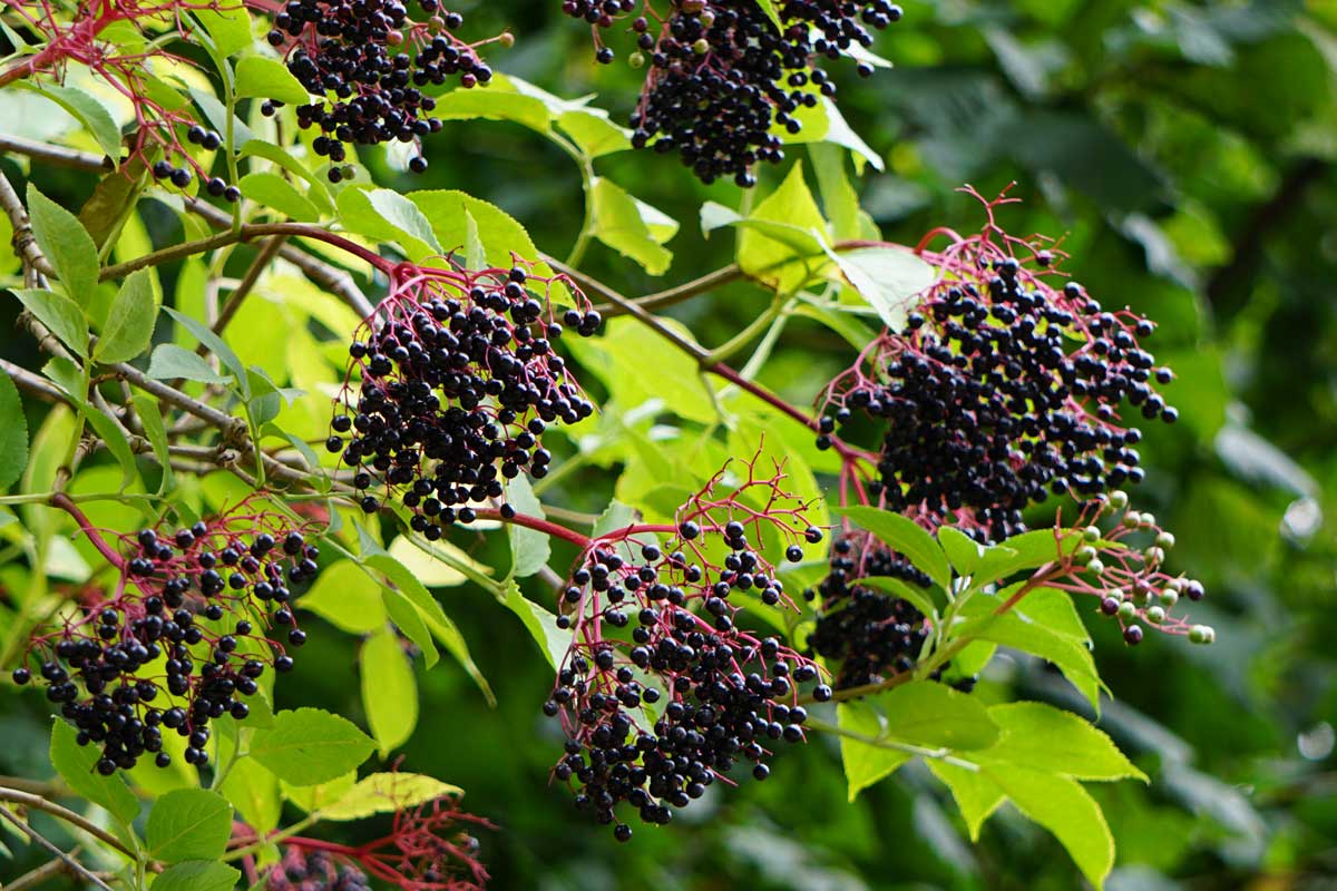 Plody bazy čiernej
