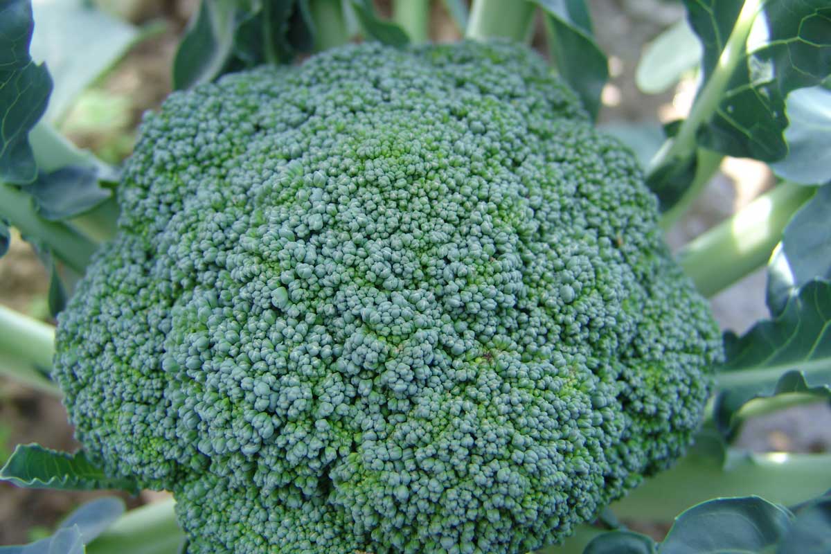 Brokolica ‘LIMBA’